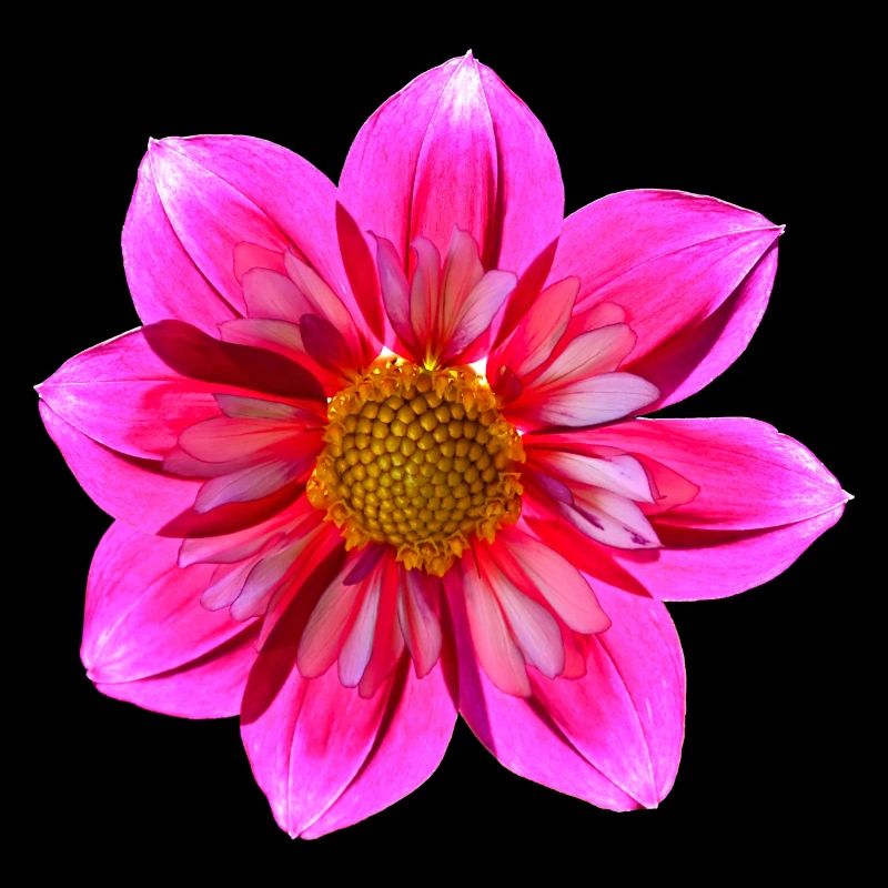 Dahlia Shade