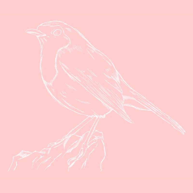 Das Rotkehlchen Singvogel Naturschutz