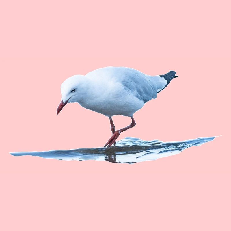 Seagull