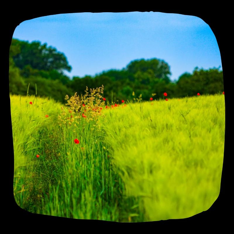 Chemin de terre au printemps