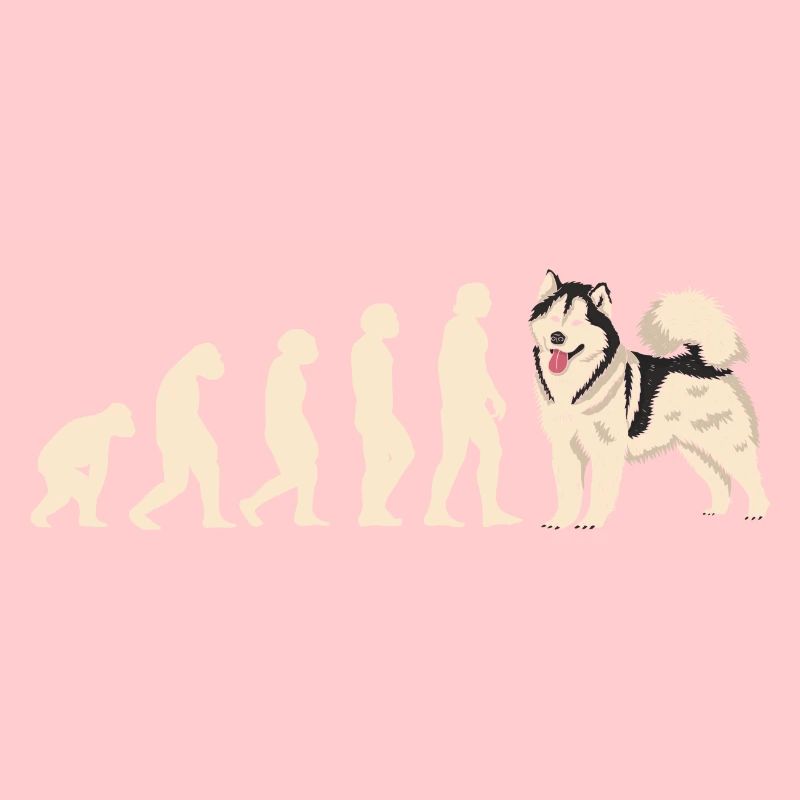 Malamute d’Alaska Evolution