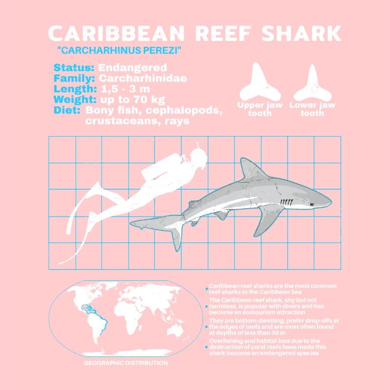 Fiche technique du requin de récif des Caraïbes
