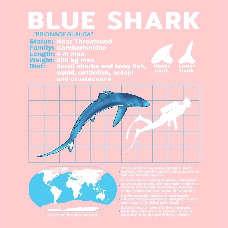 Blauhai Datenblatt Fact Sheet