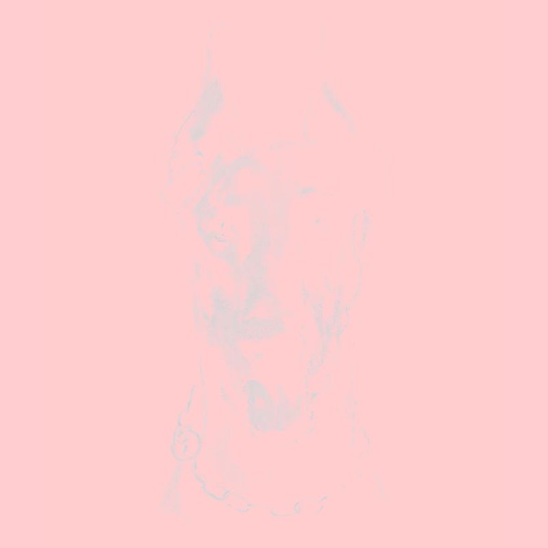 Doberman