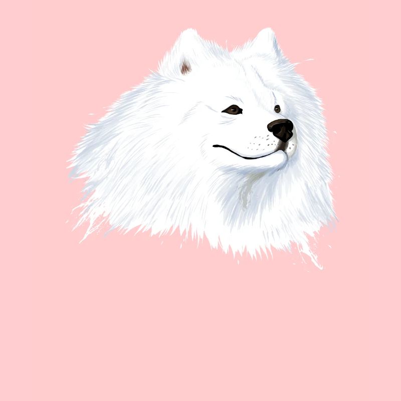 Samojede Hund