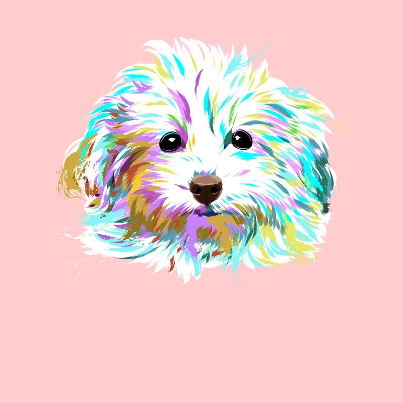 Splash Maltipoo Hund
