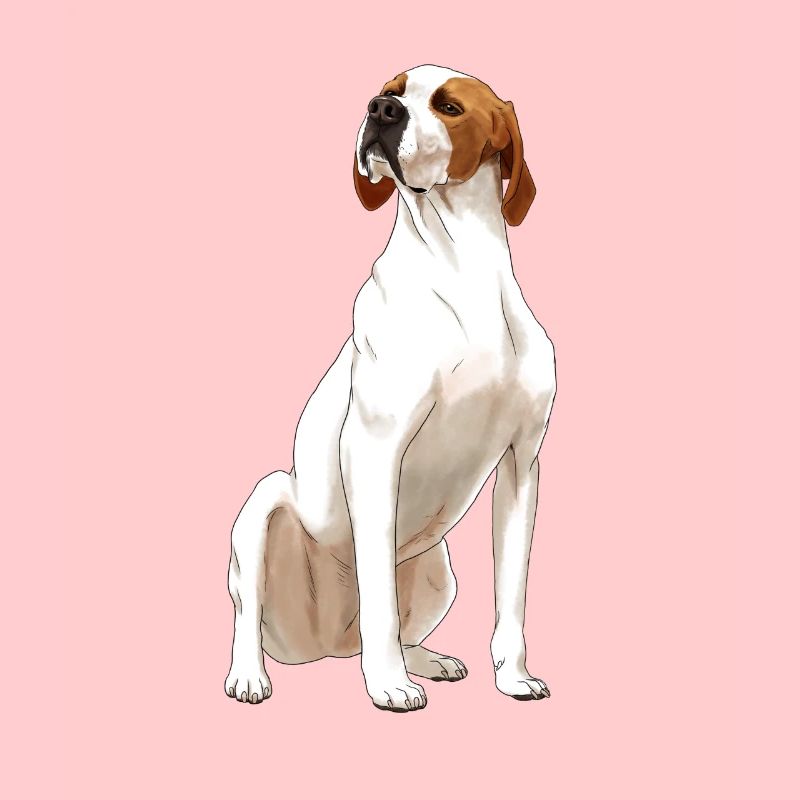 Sitzender English Pointer Hund