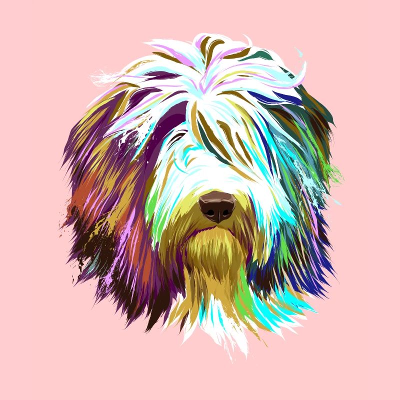 Splash Bearded Collie Dog