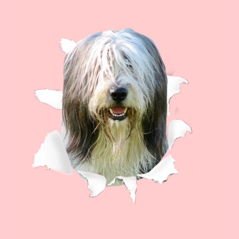 Bearded Collie - Bearded Collie Dog