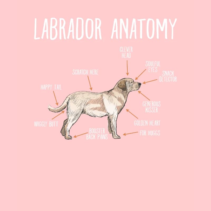 Labrador