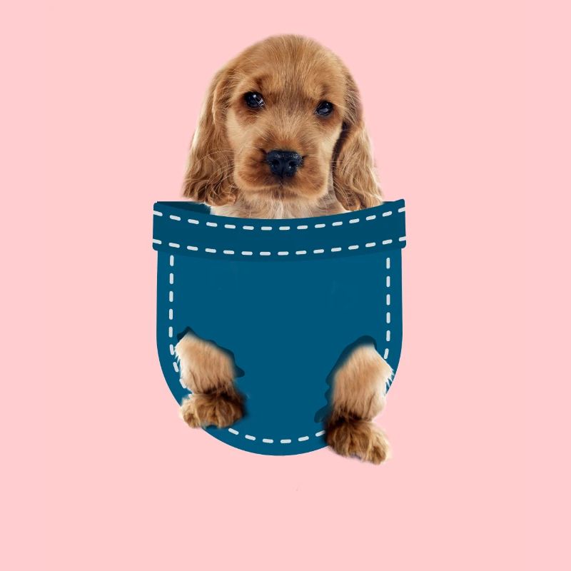 Cocker spaniel