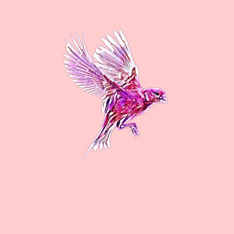 oiseau