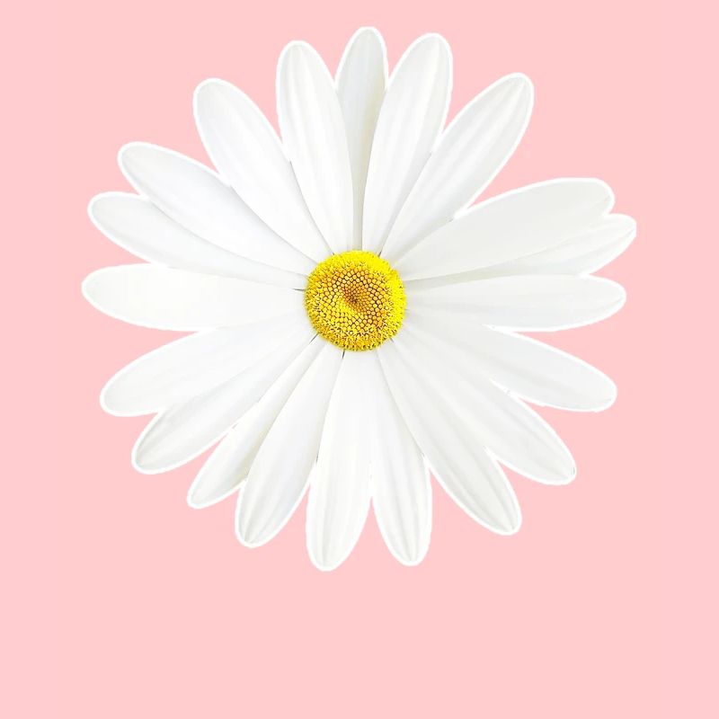 Gänseblümchen Weißes Blümchen Natur Geschenk