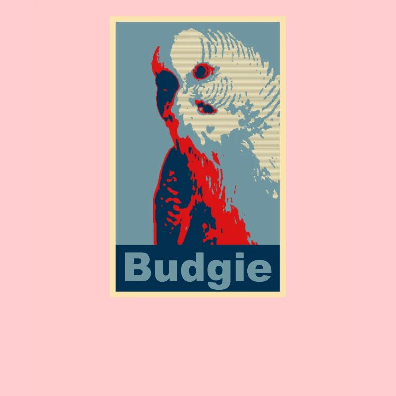 Wellensittich Budgie Bild
