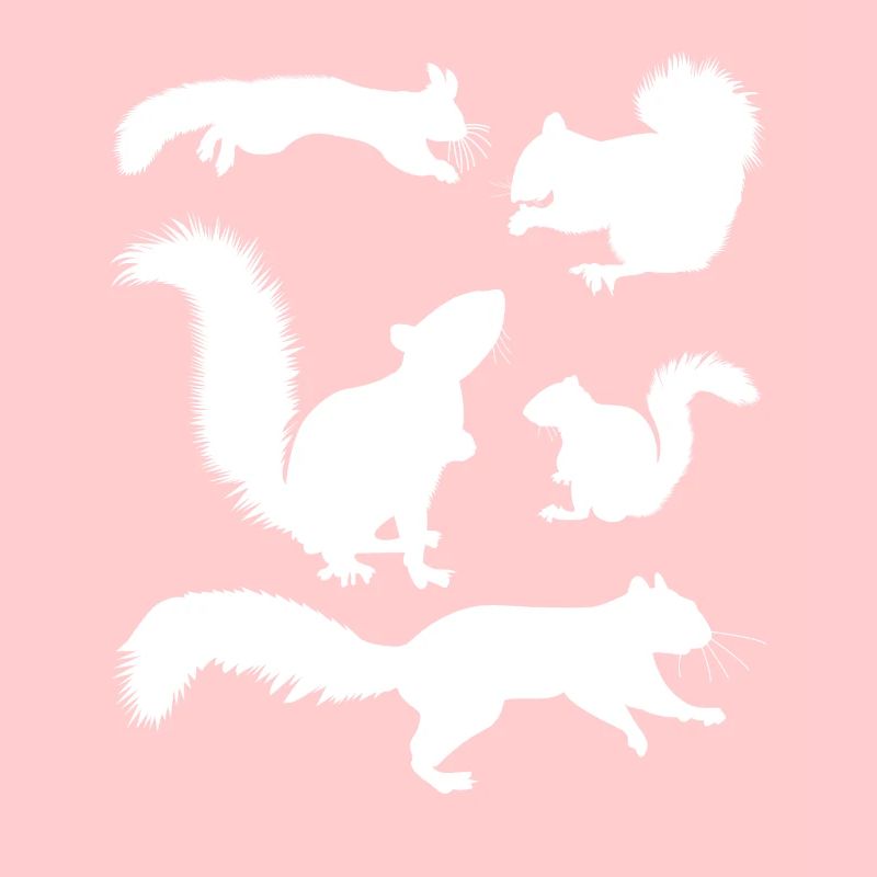 Squirrel, cute squirrel lover,