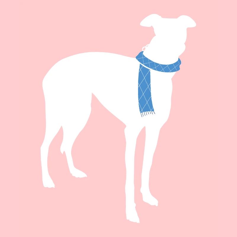 Whippet