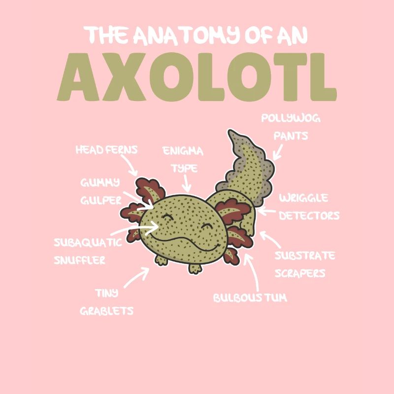 Axolotl Explication Anatomie d’un Axolotl