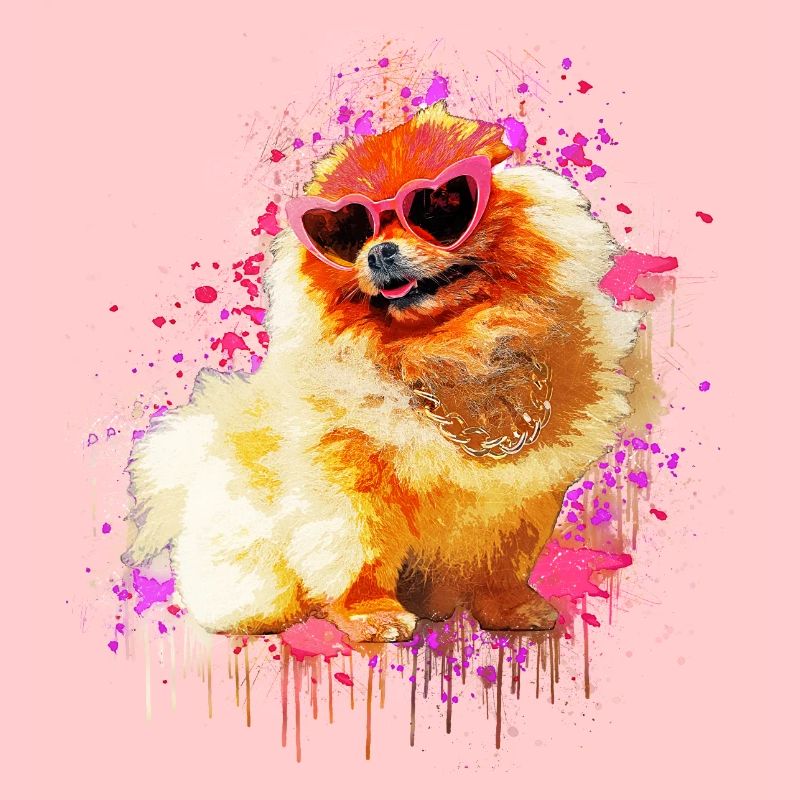 Zwergspitz mit Sonnenbrille Pommeranischer Spitz