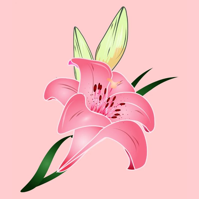 fleur de lys rose avec deux bourgeons