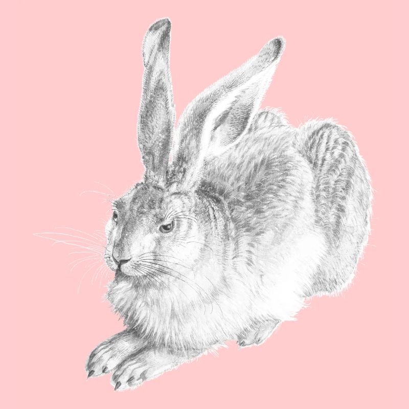 WHITE RABBIT | Schneehase nach Albrecht Dürer