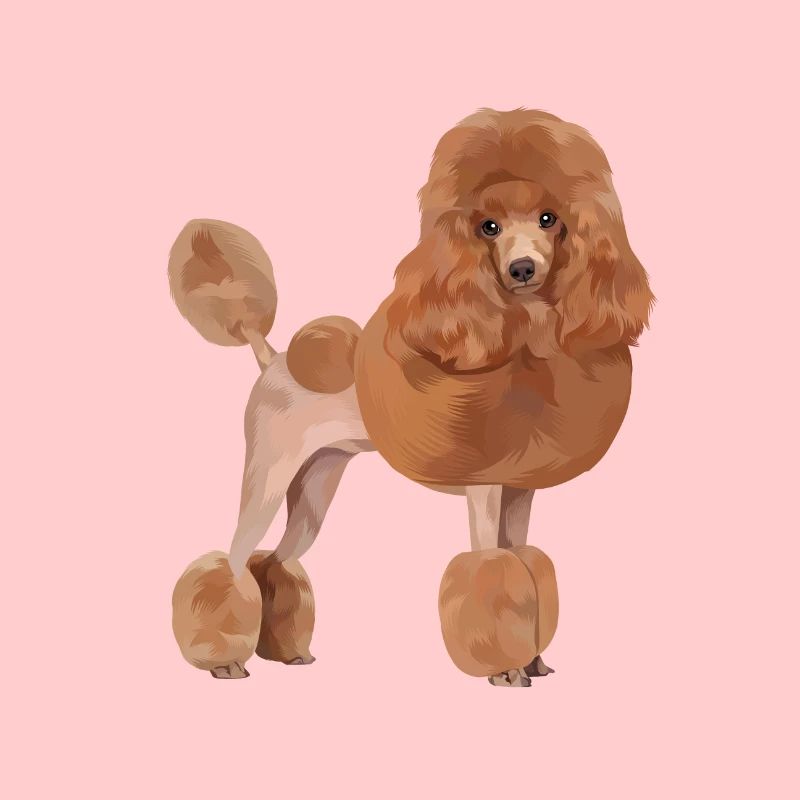 Chien caniche standard