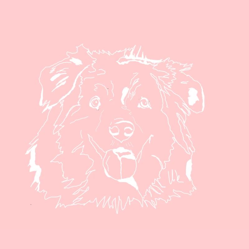 Australian Shepherd