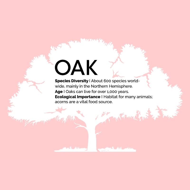 OAK Eichen mit Informationen Naturschutz Baum Wald