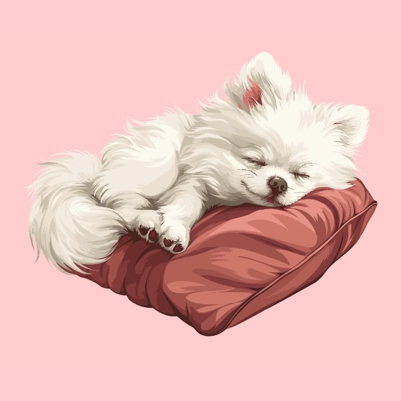 Chiot Spitz endormi