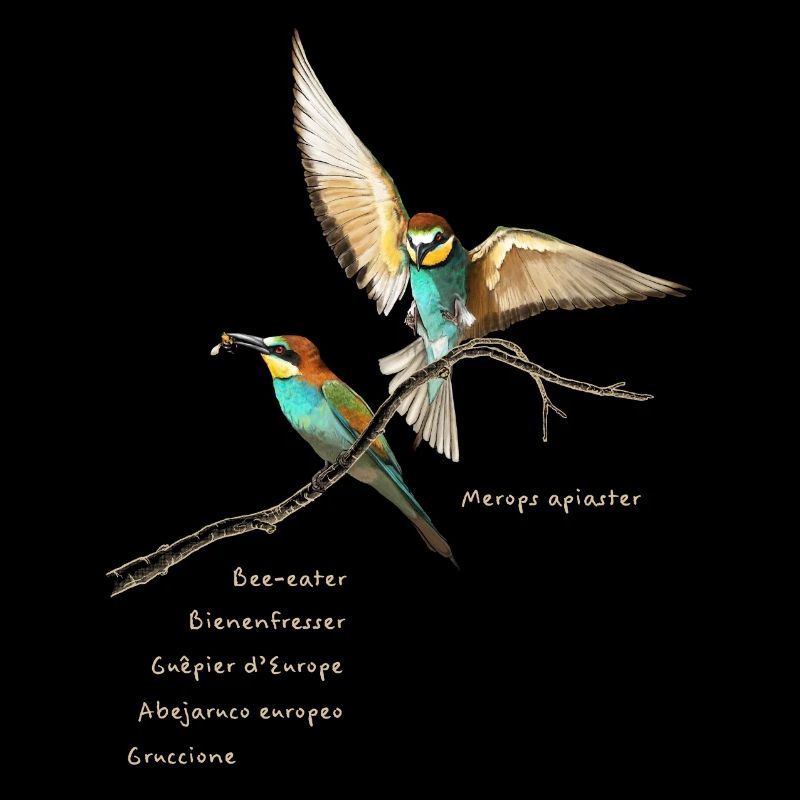 Bee-eater dark