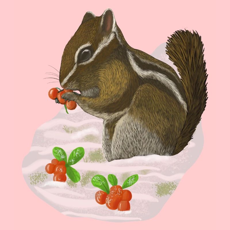 Chipmunk Streifenhörnchen