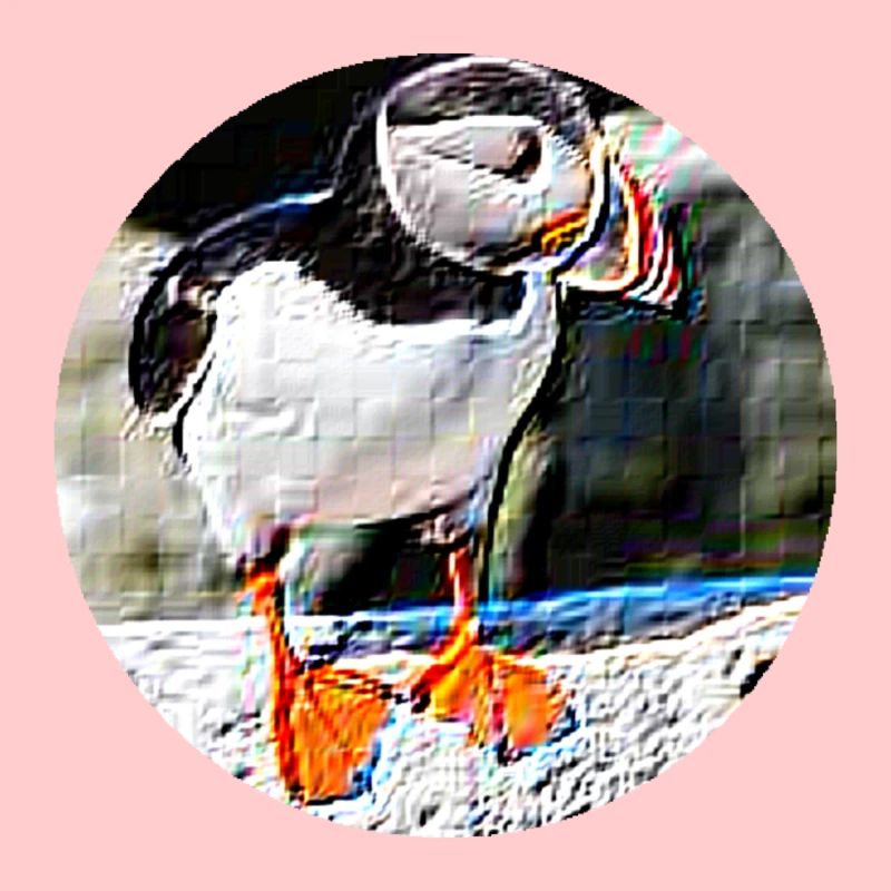 Puffin Rock