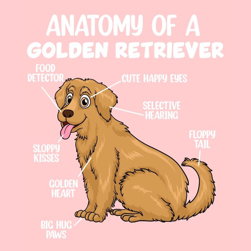 Anatomie eines Golden Retrievers