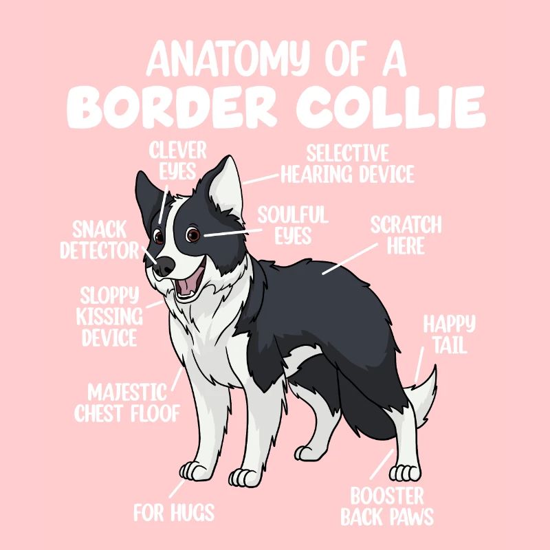 Anatomie eines Border Collie