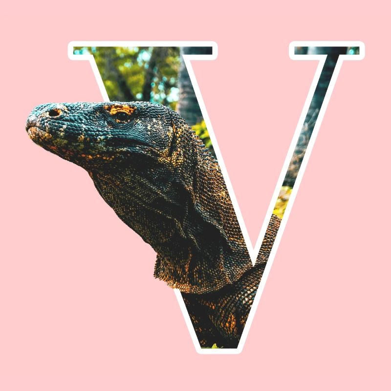 V Varan alphabet animaux
