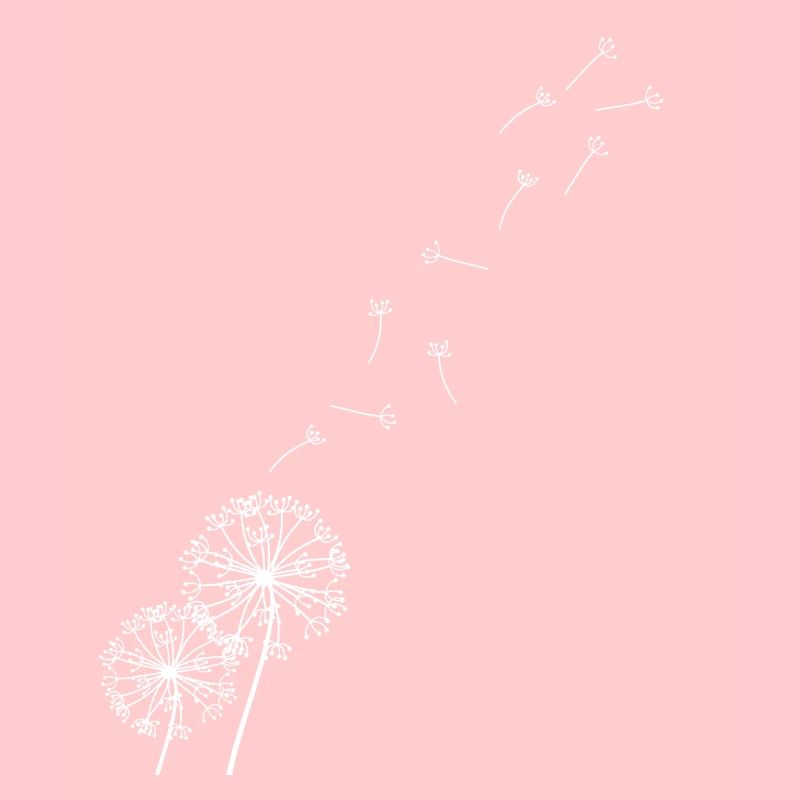 Löwenzahn Pusteblume