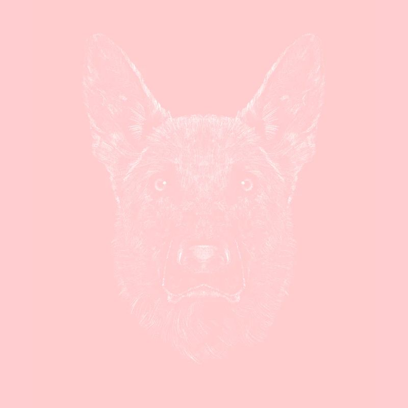 Deutscher Schäferhund