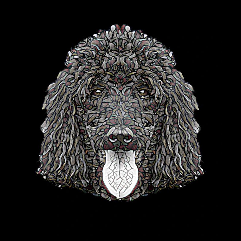Visage de caniche standard