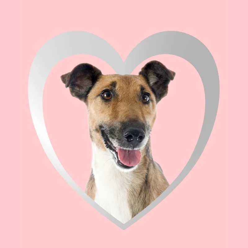 Fox Terrier Heart - I Love Fox Terrier