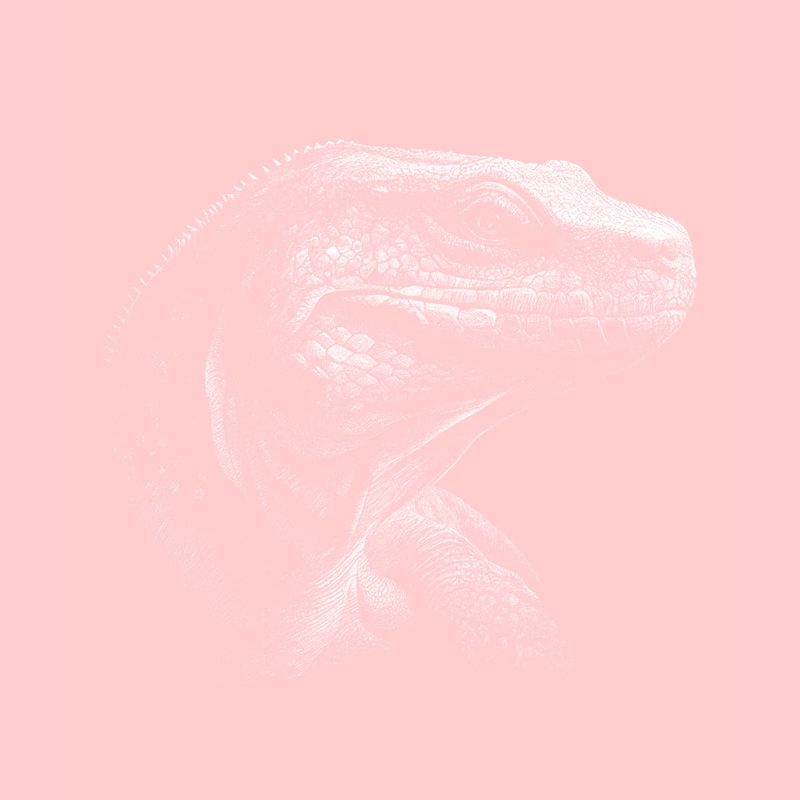 Komodo Dragon Varan Echse