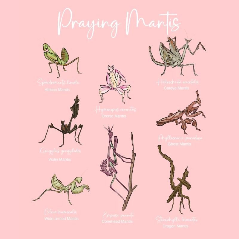 Praying mantis, insect collector, entomologist