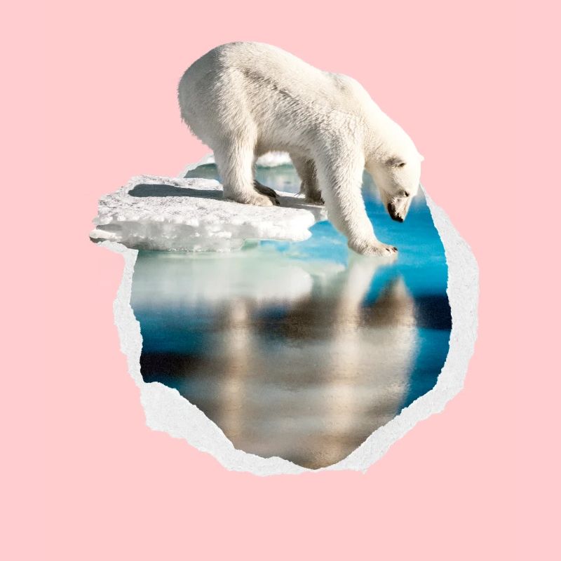 A white polar bear on the ice floe white bear