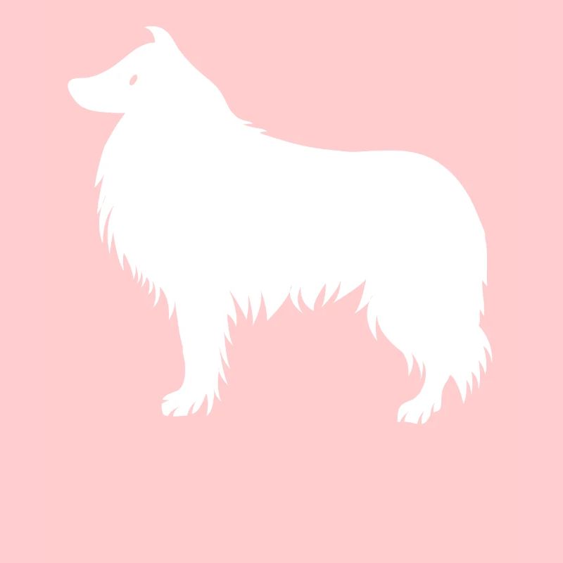 Collie