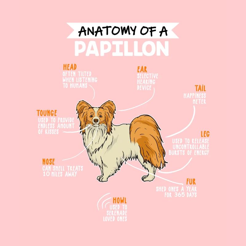 Anatomie des Zwergspaniel Hund Hundebesitzer