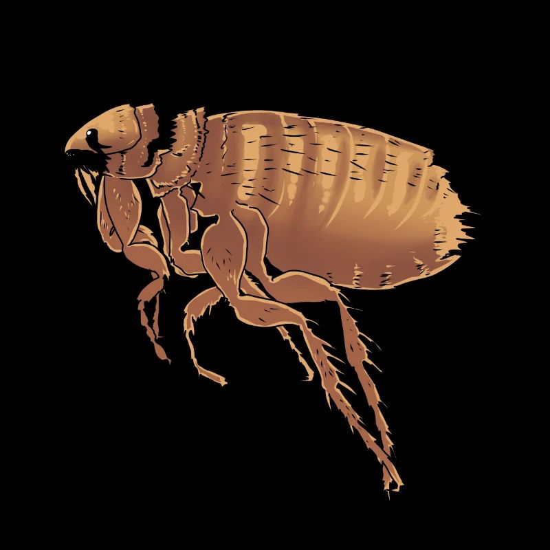 Fleas fleas vermin pests insects nature
