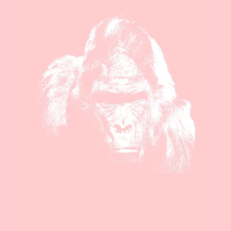Gorilla silverback monkey
