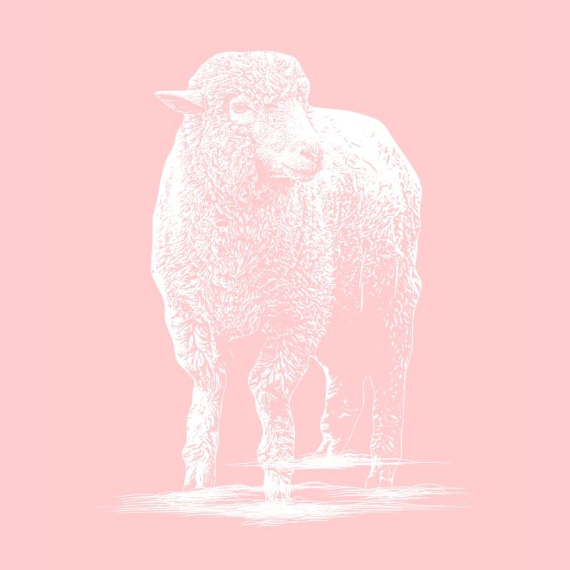 Sheep Illustration Sheep buck