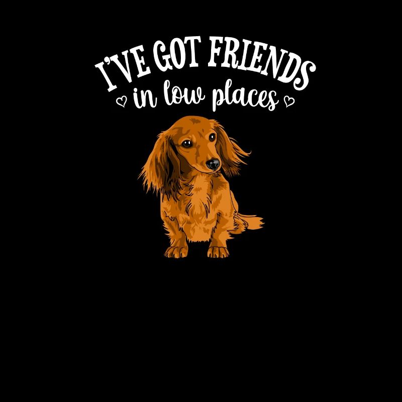 Long Haired Dachshund