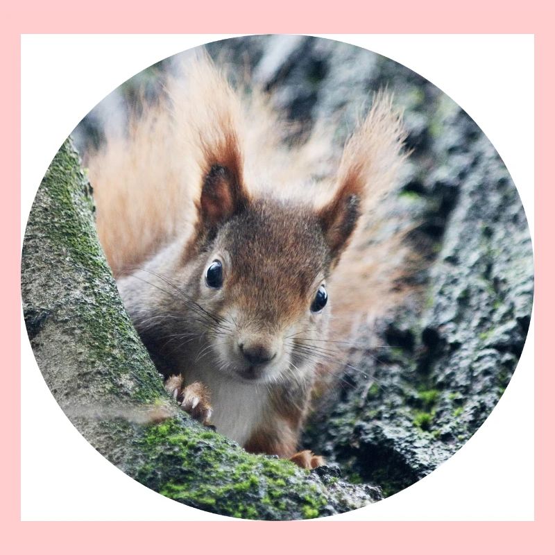 Eichhörnchen, isibat