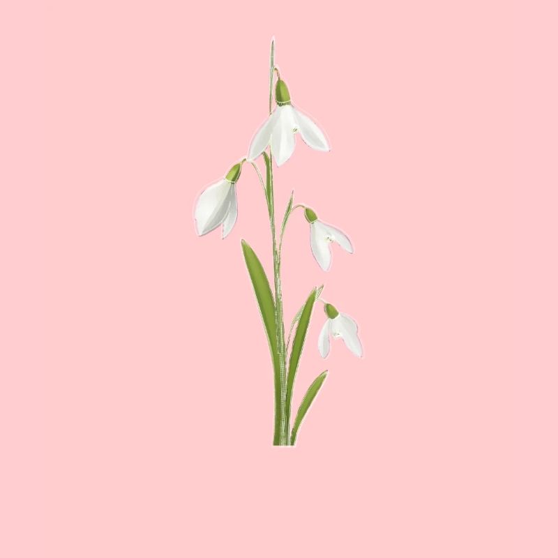 Perce-neige