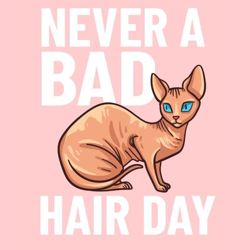 Sphynx Chat Sphinx Chaton sans poils Egypte